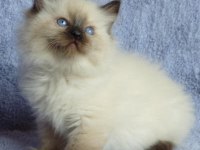 British Shorthair Yavrular İstanbul Avcılar