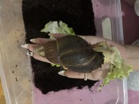 Dev afrika salyangozu yavru achatina fulica 05.2026 doğumlu