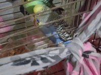 Acil sahiplendirilecek muhabbet kuşu