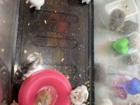 Gonzales Hamsterler Yavru-Erkek-Dişi hepsi mevcut