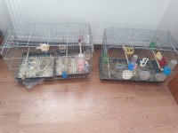 3 erkek ve 2 dişi yerli ırk kanarya