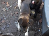 Akita 3 aylık yavru