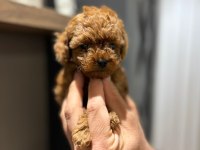 Efsane poodle yavrularımız hazır
