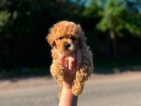 Neşeli Toy Poodle Köpeklerimiz