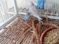 Jumbo Şov Muhabbet Kuşu Yavrular