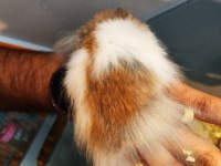 Teddy Bear Hamster