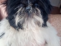 A kalite şecereli shih tzu yavruları