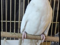 Albino Genç Erkek Bilezikli Sultan Papağanı