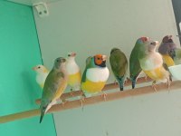 Goldun Finch