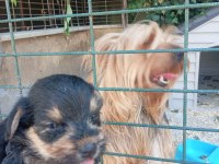 2 Aylık Anne Yorkie Baba Morkie 3-4 Kilo Ancak Olacak
