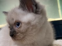 British shorthair blue point ve gri dişi yavru