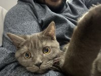 Çok uysal çok akıllı british shorthair