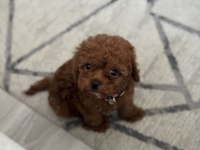 Toy Poodle 3 Aylık Dişi