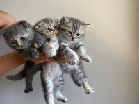 3 adet yavru scottish fold ücretsiz