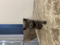 4 Adet 50 Günlük British Shorthair Sahiplendirilecektir