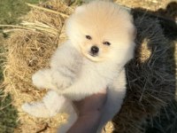 AYICIK KAFA POMERANİAN BOO TEDDY FACE