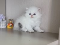Pamuk şeker tadında sevgi yumağı bir kız kedimiz