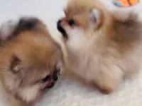 pomeranian yavrular