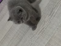 Anne ve 3 adet british shorthair yavru