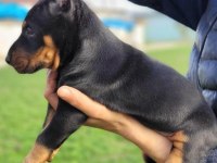 Doberman Yavrularımız ırk garantilidir