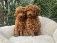 Toy Poodle yavru köpeklerimiz
