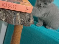 Lilac 2 aylık scottish fold