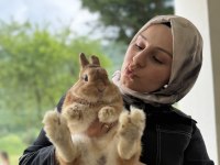 Safkan Evcil Yavru Tavşanlar Her Yere Gönderilir