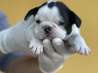 Irk Garantili Fransız Bulldog Yavrularımız