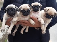 Orijinal pug bebekler