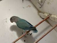 Bebek Sevda Papağanları