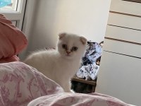 Scottish fold kedisi