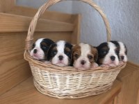 Muhteşem Cavalier King Charles Bebekler Tricolor Bleinheim