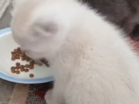 Kedilerimiz 2 aylık ve annesine yuva arıyoruz