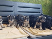 Minyatür Schnauzer Şecereli Çipli