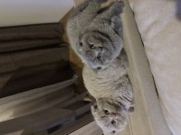3 Tane Scottish Fold Kedimiz Biri Gri İkisi Blue