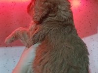 Maltipoo yavrusu