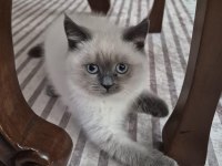 British Shorthair Bluepoint Yavru