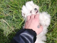 Sıfır boy maltese terrier