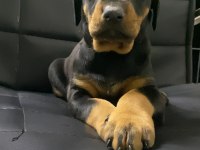 A kalite Doberman bebekler