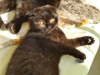 Scottish fold ve ragdoll kırması yavru