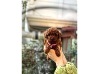 Orijinal Toy Poodle Bebeklerim