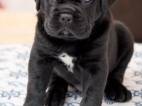 XXL CANE CORSO YAVRULAR TESLİME HAZIR
