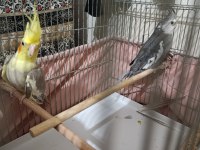Satılık sultan papağanı takımlar