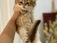 Tarifsiz güzellikte 2 scottish fold / straight yavru