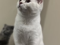 BRITISH SHORTHAIR KEDİMİZ