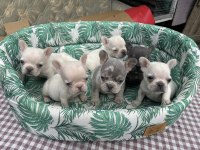 Egzotik French Bulldog A Kalite