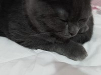 British shorthair cinsi yavru kediler