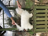 Maltese erkek 5 aylık