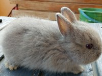 Netherland dwarf Hollanda cücesi tavşan