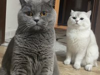 Safkan british shorthair black golden yavru kediler